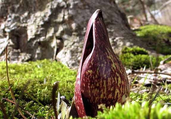 SKUNKCABBAGE-MOSS-400X575