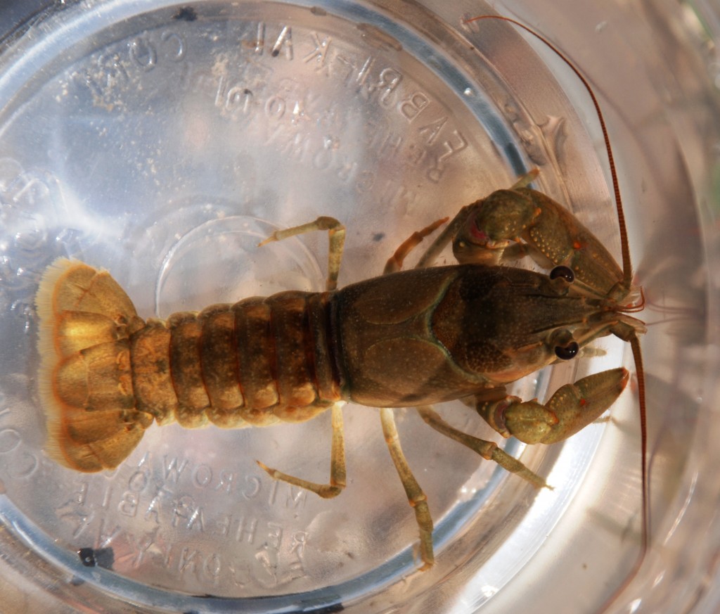 Smoke_Hole_-_crayfish_2