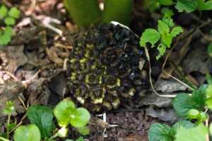 Symplocarpus foetidus (skunk cabbage)