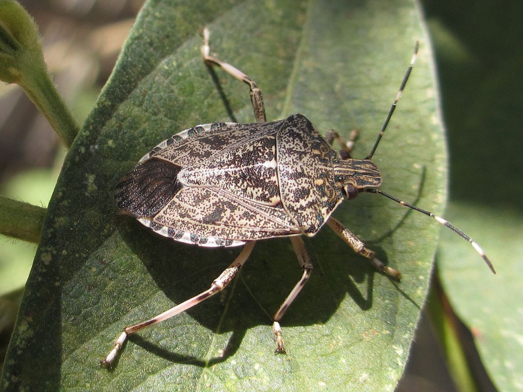 1280px-Stink_bug_(7757617824)