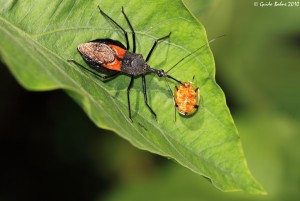 Assassin_bug_exhausts_a_Tortoise_beetle_(5070517021)