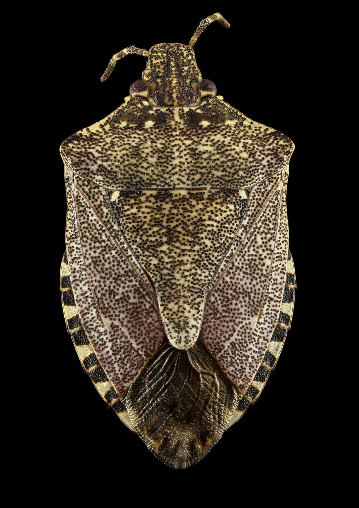 Brown_marmorated_stink_bug_(Halyomorpha_halys)_-_Back_-_USGS_Bee_Inventory_and_Monitoring_Laboratory