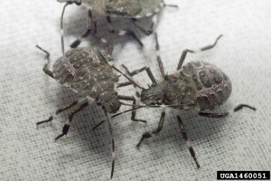Brown_marmorated_stink_bug_Nymphs