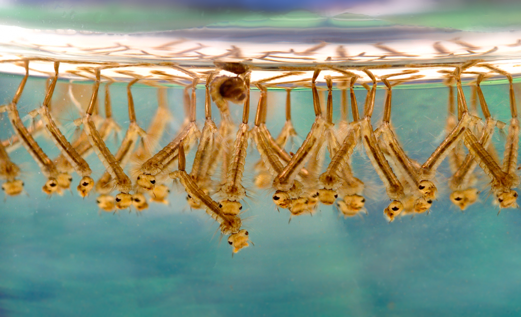 Culex_sp_larvae mosquito larvae wiki
