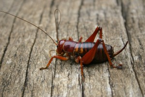 Libanasidus_vittatus02 wiki