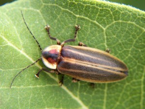 1024px-Photuris_lucicrescens Wiki