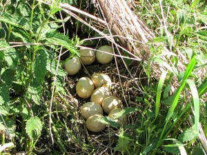 1024px-Wild_Turkey_nest_and_eggs Wiki