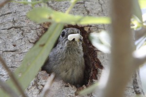 An oak titmouse removing a fecal sac from her nest.
