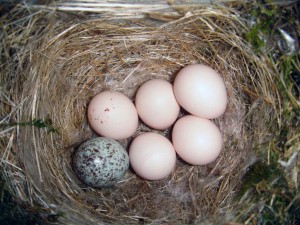 Eastern_Phoebe-nest-Brown-headed-Cowbird-egg