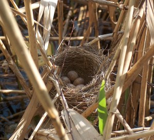 Great reed warbler cup nest
