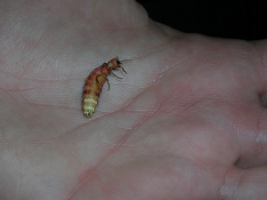 Larviform firefly femals
