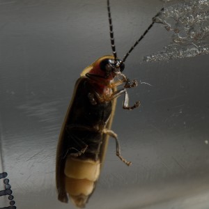 Lightening bug flicker sharing niXerKG