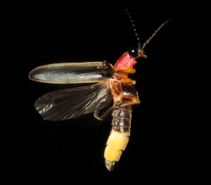 Photinus_pyralis_Firefly_3 Wiki
