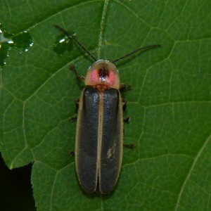 Photinus_sp Wiki
