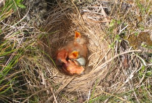 Redwing_nest wiki