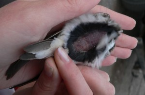 Riparia_riparia-Brutfleck brood patch wiki