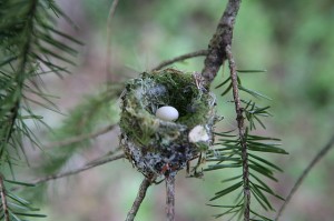Rosie Pereria Flicker Rufous hummer nest