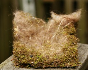 flicker, chickadee nest, Tormol
