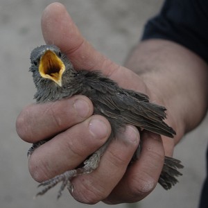 starling with large yellow gape