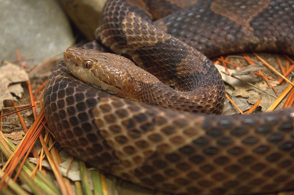 1024px-Copperhead05