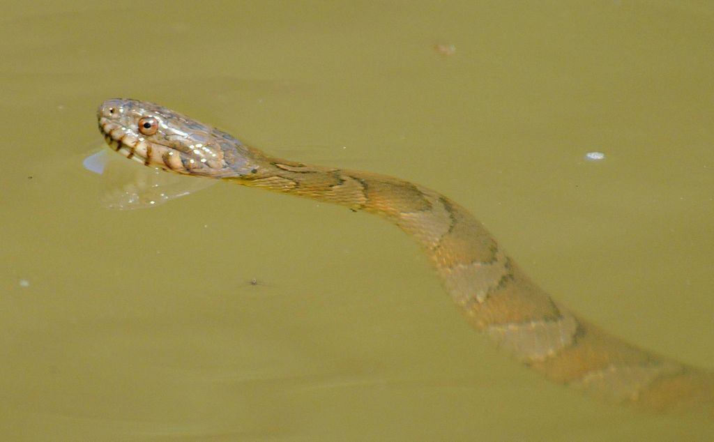 1024px-Northern_watersnake_j