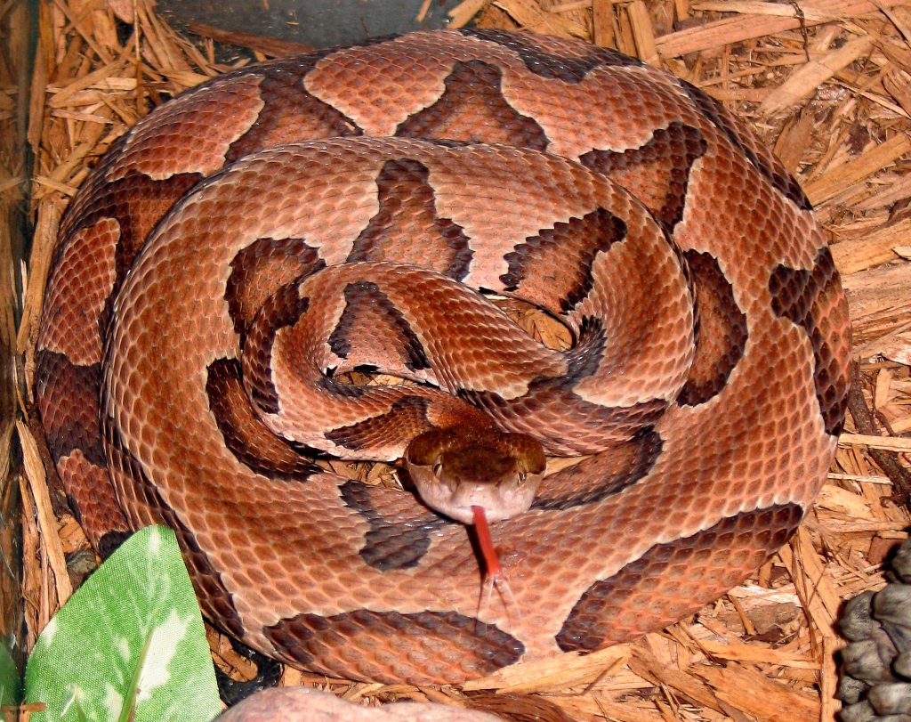 Agkistrodon_contortrix_contortrix_CDC-a