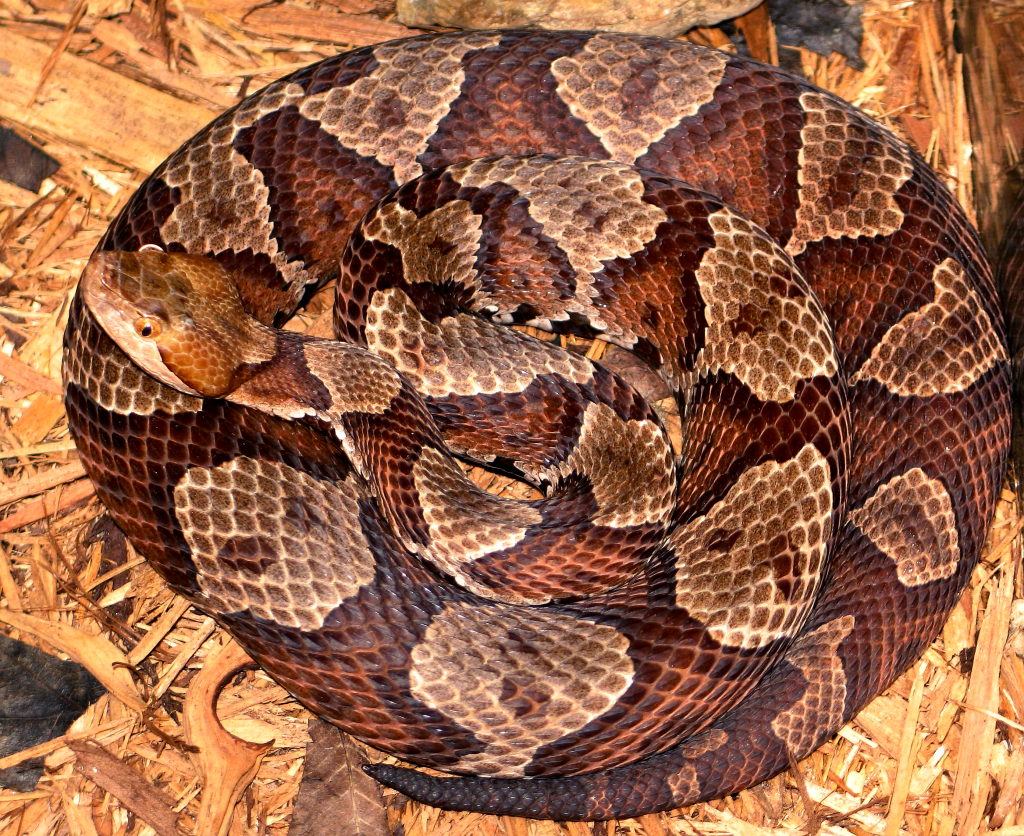 Agkistrodon_contortrix_mokasen_CDC Northern copper