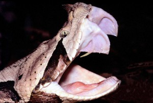 Bitis_gabonica_fangs