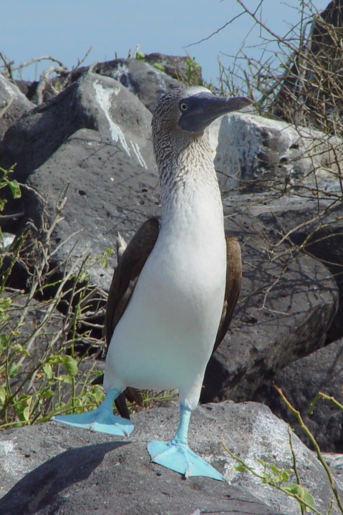 Blue-footed_Booby_(Sula_nebouxii)_-one_leg_raised
