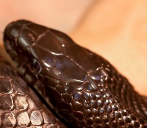 David flicker, black rat snake head scales