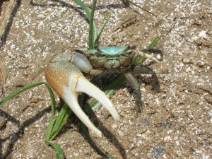 Fiddler_Crab_Gulf_Coast