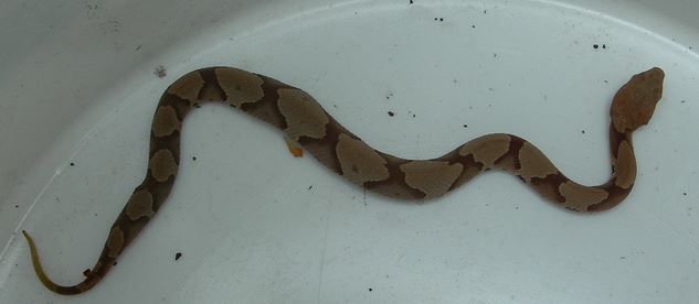 Juvenile copperhead snake cliffanddally flicker 3