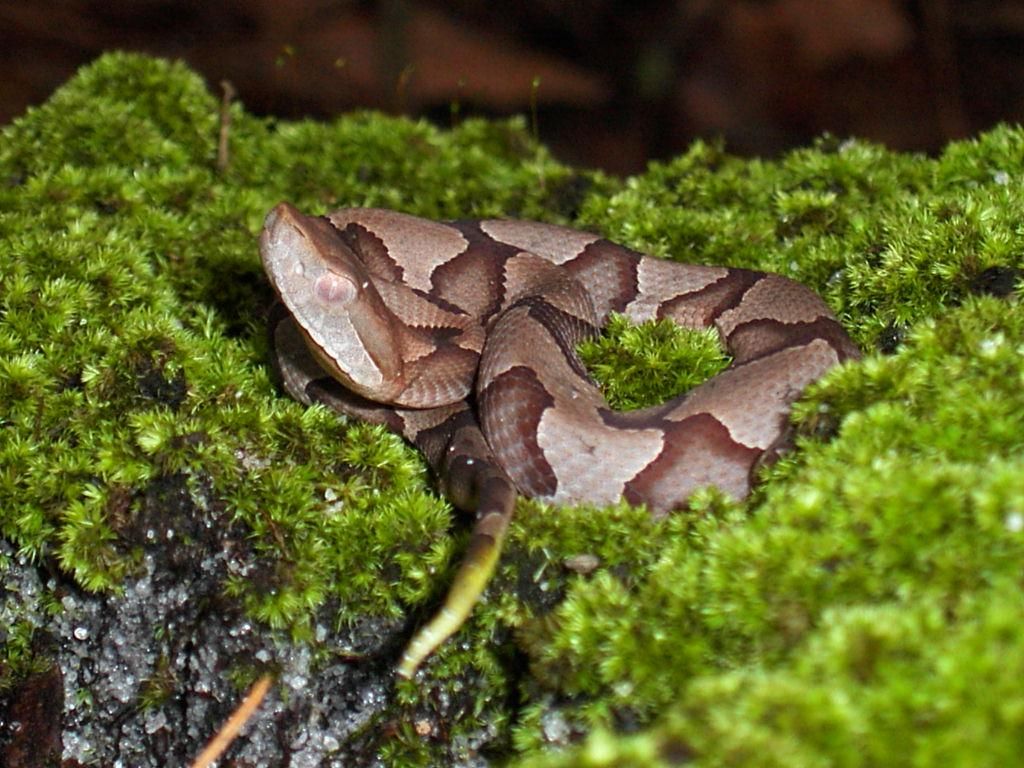 Juvenile_copperhead_snake Wiki