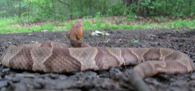 N. copperhead flicker West Virginia Blue Flicker