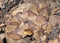 Northern copperhead Zack flicker