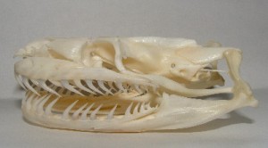 Python_skull