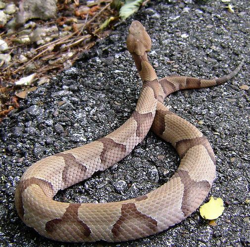 Southern copperhead Patrick Feller