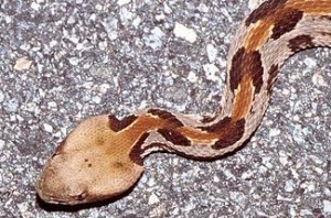 Tom spinker timber rattler head flicker