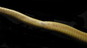 Ventral_scales_of_Naja_nivea_around_anal_region_IMG_0886s