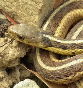 gartersnake head wiki