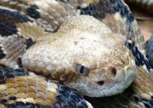 rattlesnake, wiki