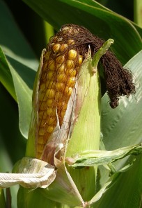 corn wiki