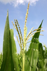male corn flowers or tassels wiki