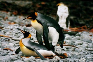 1024px-IMG_1247_mating_king_penguins