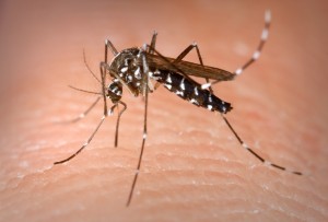 Aedes_Albopictus