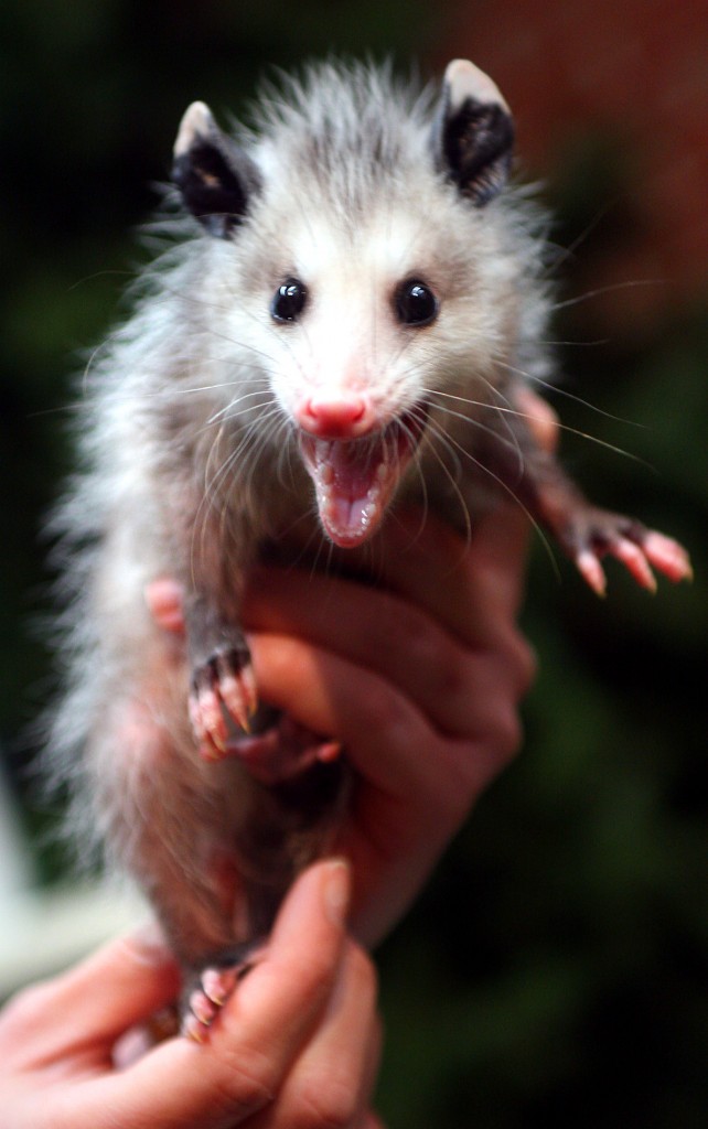 Hissing Baby Opossum