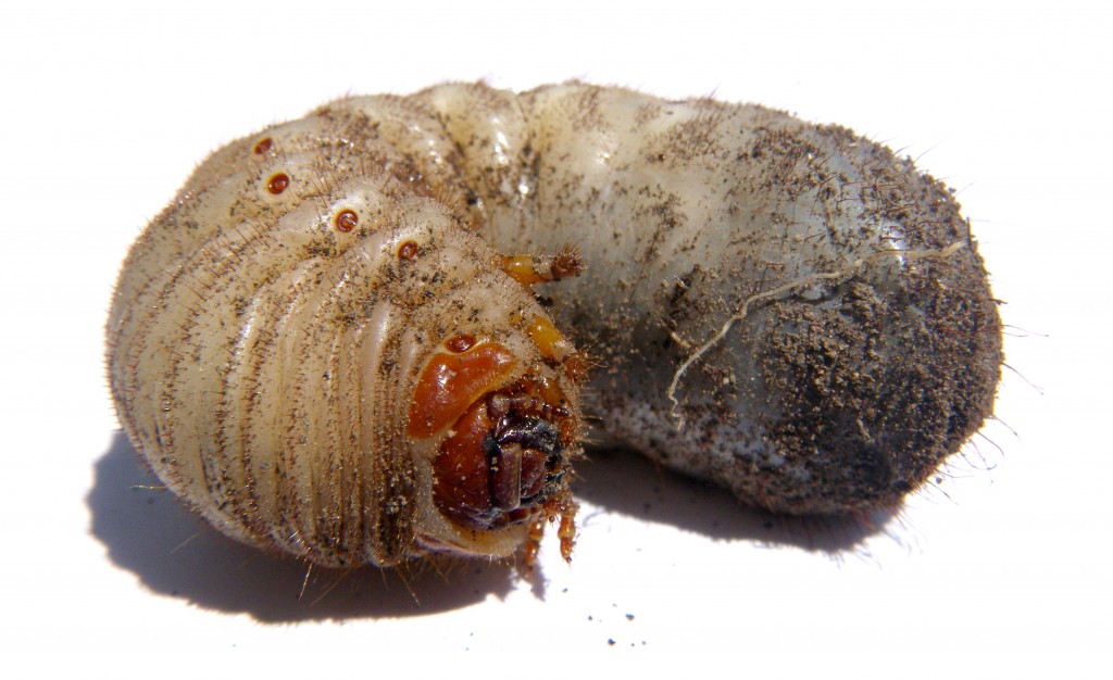 Curl_grub