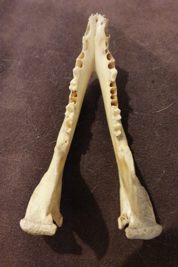 DSCF4920