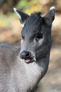 Elaphodus_cephalophus_michianus_Magdeburg_zoo_20.10.2012_01