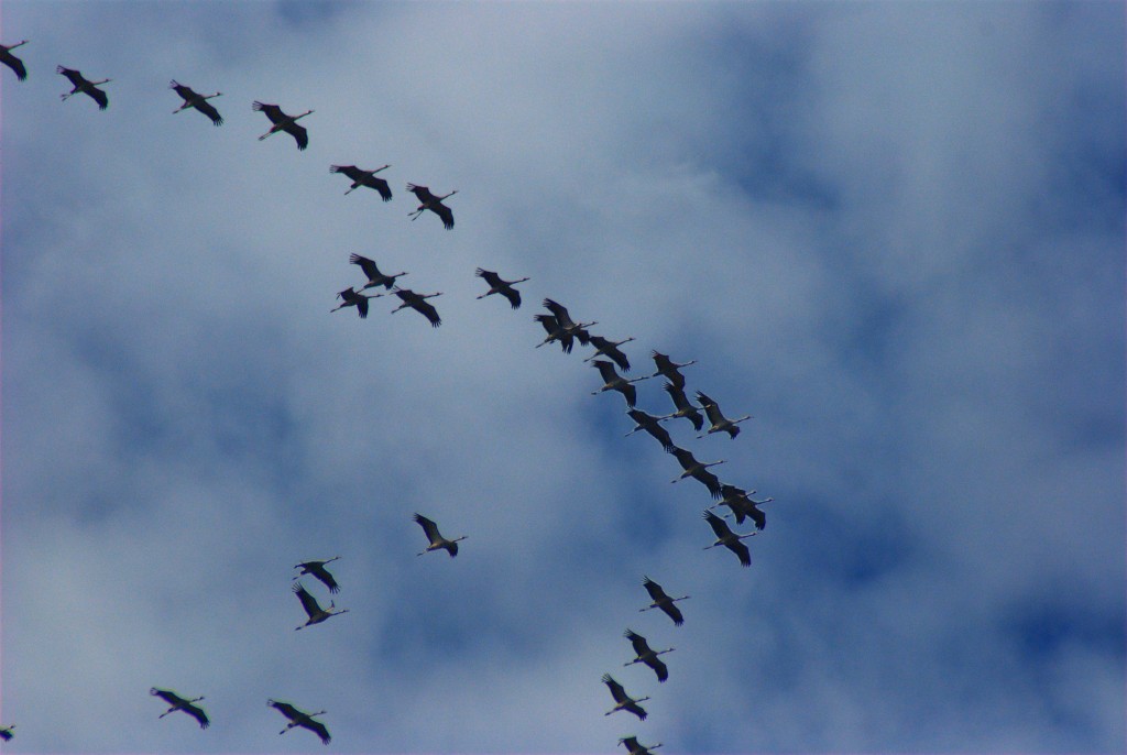 Grus_grus_-migrating_north-6a